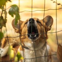 DogFence